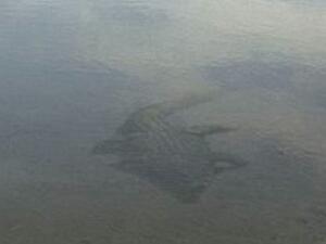 The pictures allegedly taken by a British tourist in Dubai turned out to be a hoax.