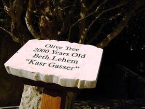 Plants and trees throughout the 80,000 square meters garden resort were marked with their original names