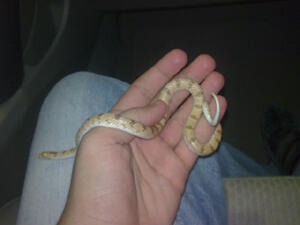 افعى صغيرة لكن فعلها كبيييير