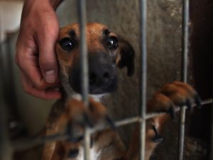 Pet owners speak out against using poison pellets to deal with strays. Pet owners speak out against using poison pellets to deal with strays.