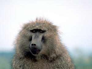 Photo used for illustrative purposes (United States Fish and Wildlife Service/Gary M. Stolz)