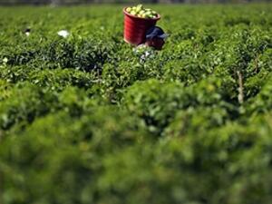 Algeria is especially sensitive to food price fluctuations due to its high dependency on food imports. 