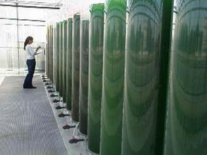  UAE researchers discover biodiesel to run motor engines