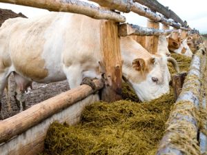 An Egyptian teacher punished school boys for not completing their homework by making them eat animal fodder (Shutterstock)