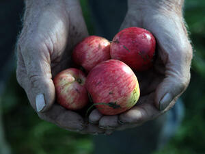 The apple industry in Lebanon is facing a growing crisis