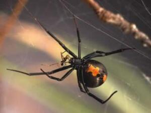 الانثى انثى