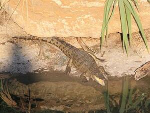 Witnesses say the critter is only 1.5 meters long ... but we think that's plenty big enough. (photo: The Daily Star)