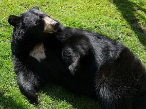 The deadly battle came a month before bear mating season (Photo used for illustrative purposes) 