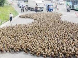 البط في الشارع