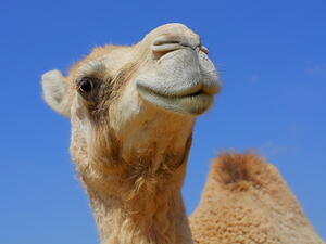 You heard it straight from the camel's teat - the world is going crazy for camel milk! (Shutterstock)