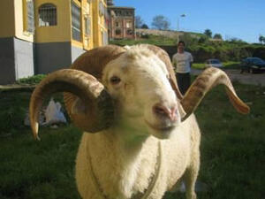 كبش ما بده فياغرا