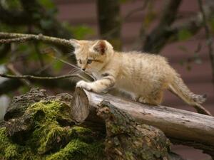 صورة تعبيرية عن الانترنت