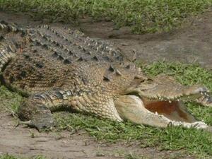 A crocodile has reportedly been roaming the pipes of Gaza's sewer network (Photo: shehab.ps)