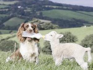 الكلبة ترضع الحمل