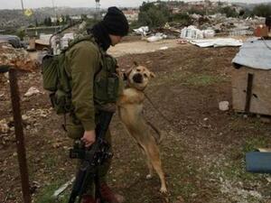 The importance of Israeli dogs