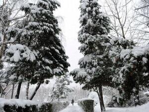 امراة تسير في حديقة غمرتها الثلوج في براتيسلافا 