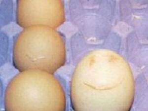 
\البيضة المبتسمة بعد ما "بزتها" الدجاجة هنرييت
