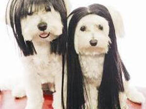 ايهما اشبه بسارة ومادونا