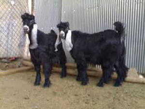 تيوس بس عربية