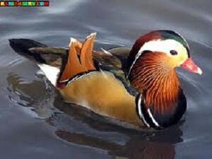 بطة