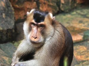 Iran sent its first furry friend this year into space in January (Shutterstock)