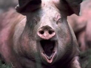 Palestinians claim Israeli pigs are chasing them off their land