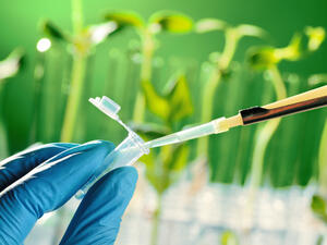 Scientists in Lebanon are cross-breeding plant genes to make crops more resistant to climate change fluctuations (Shutterstock)