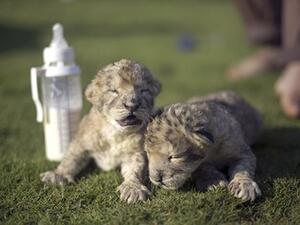 Sadly, these adorable cubs died two days after being born in the blockaded Gaza Strip. (AFP/Getty)