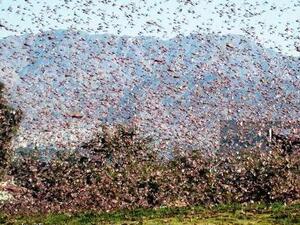 Jordan has said that no locusts have been spotted so far int he country