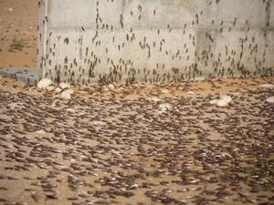 Getting a spot in the sun on Egypt's beaches might not be the easiest thing this summer. (File photo)