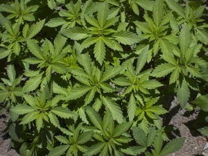 The Lebanese pot laws are changing and it is important to be kept up to date.