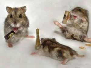 UAE researchers found that panicky or highly stressed mice were much more likely to booze to excess than mice with a calm nature.
