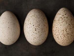 Scientists in Dubai have successfully hatched chickens from the eggs of turkeys, guineafowl and ducks