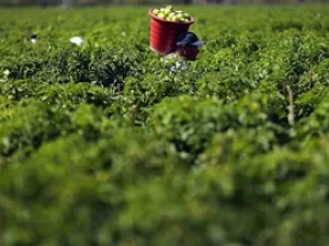 السعودية تستثمر بمشاريع زراعية في مصر 