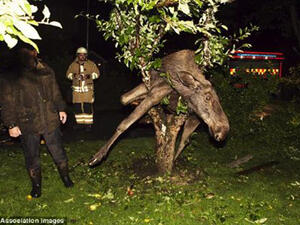 الايل محشورا بين افرع الشجرة