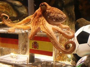 الاخطبوط بول فوق علبتين عليهما علمي المانيا واسبانيا