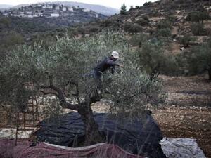 
شاب فلسطيني يقطف الزيتون من حقله على مشارف مدينة رام الله