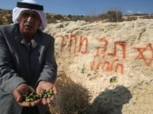 مزارع فلسطيني يعرض امام الكاميرا زيتونا قطفه من اغصان الاشجار التي اقتلعها مستوطنون، في قرية ا لشويكة قرب الخليل