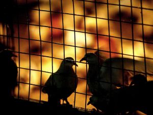An Emirate policeman, whose wife allegedly caught him having sex with his Indonesian housemaid in a pigeon cage, has 
denied all charges levelled against him. More recently the Uzbek wife witness has since been cagey about her initial report, 
denying her witness charges. An Emirate policeman, whose wife allegedly caught him having sex with his Indonesian housemaid in a pigeon cage, has 
denied all charges levelled against him. More recently the Uzbek wife witness has since been cagey about her initial report, 
denying her witness charges.