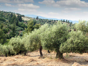 The Palestinian Authority is set to plant 750,000 olive trees across the West Bank to replace those destroyed by Israeli settlers. (Shutterstock)