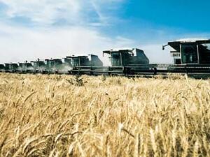 The Arab food gap is affecting most types of farm products, including cereals, what and rice (Courtesy of the Saudi Embassy)