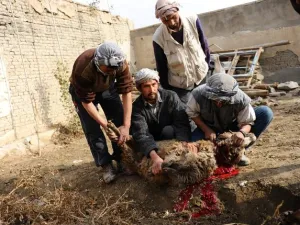 When a Muslim devotee has a sheep slaughtered, they usually give the meat to charity or distribute it among family and community.