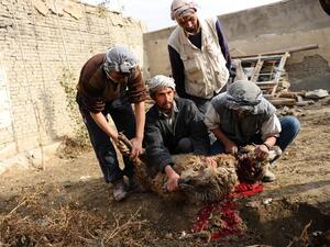 Prices for animals in Eid are being controlled, the UAE government have confirmed