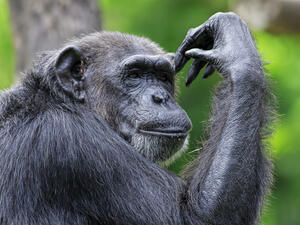 An elderly Saudi shepherdess was killed on Wednesday after a 19 year-old hunter mistook her for a monkey. (Shutterstock)