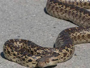 The snake was smuggled on board in a passenger's luggage (Photo: Ahram Arabic News Website)