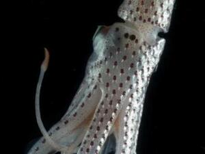 Researchers in Abu Dhabi think sea squids could help create ultra-lightweight mobile phones (Photo: animalpictures123)