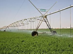 The ministry has offered 40000 feddan (16.800 hectares) to investors by the end of February with 20 percent (8000 feddan) allocated to locals in a closed bid.