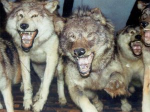 A wild animal devours a new baby and the world gasps.