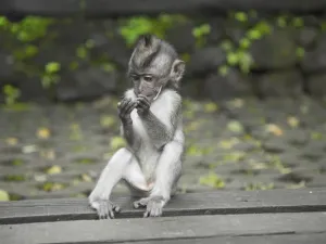 On Monday, German carmakers came under fire following revelations that they helped finance experiments which saw humans and monkeys exposed to toxic diesel fumes. (Pexels)