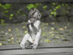 On Monday, German carmakers came under fire following revelations that they helped finance experiments which saw humans and monkeys exposed to toxic diesel fumes. (Pexels)